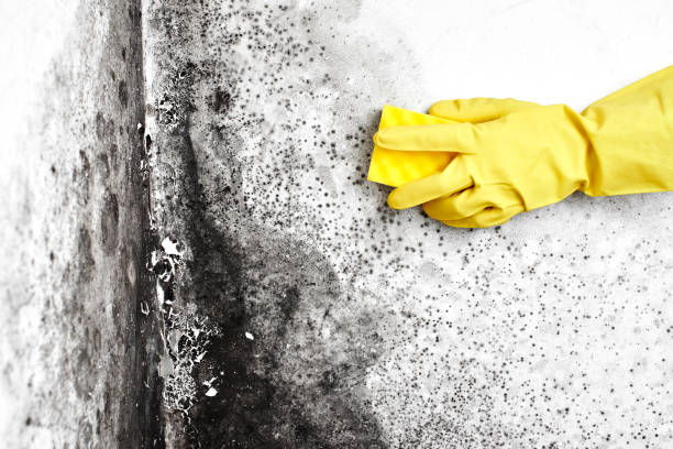 Best Airborne Mold Testing  in Woodlake, CA